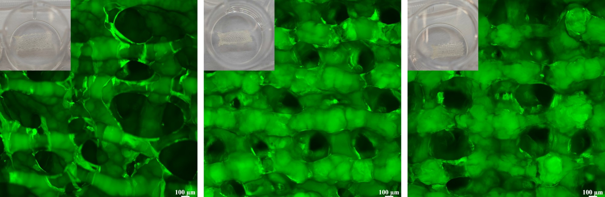 3D打印优化免疫调控神经系统
