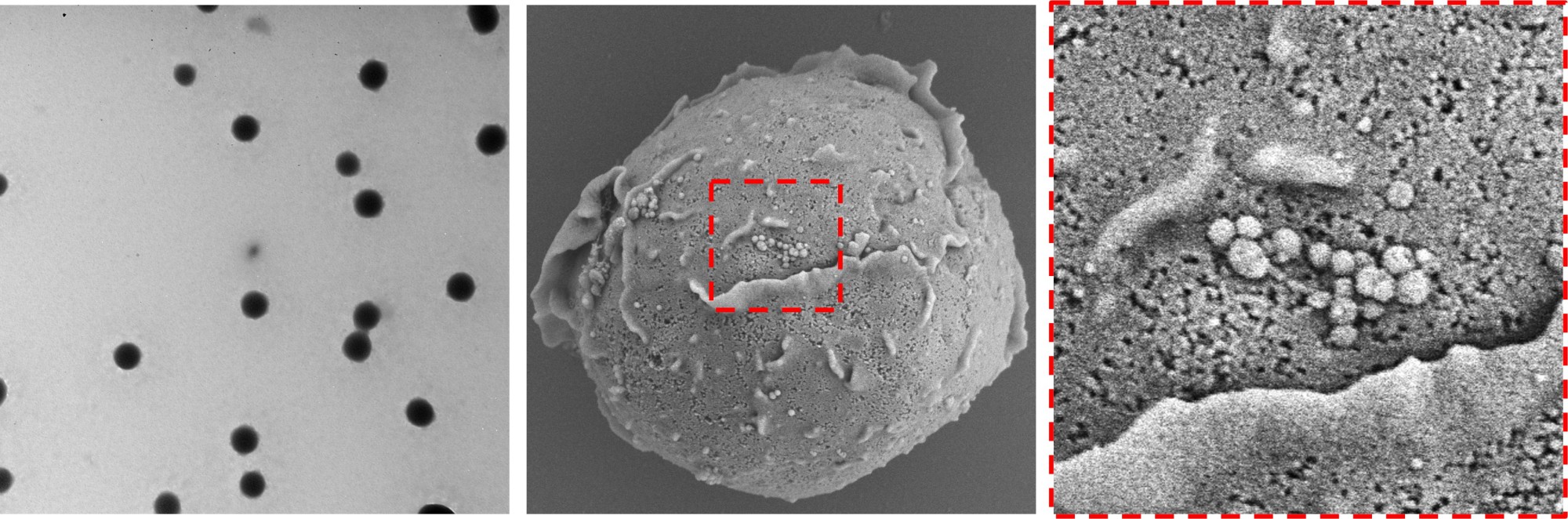 纳米材料细胞搭便车